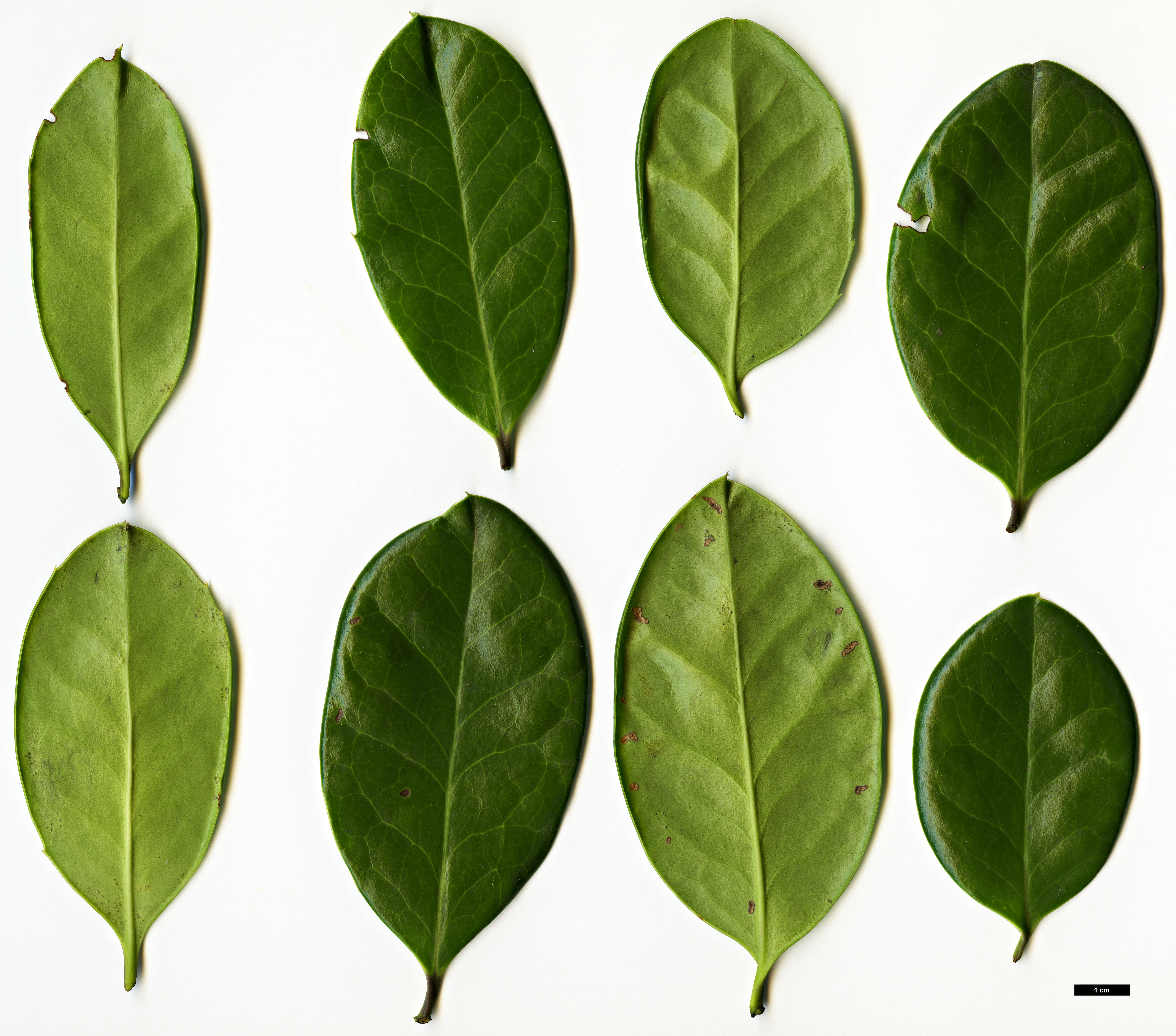 High resolution image: Family: Aquifoliaceae - Genus: Ilex - Taxon: perado - SpeciesSub: subsp. perado